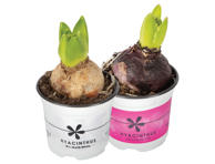 Vazoninė gėlė hiacintas