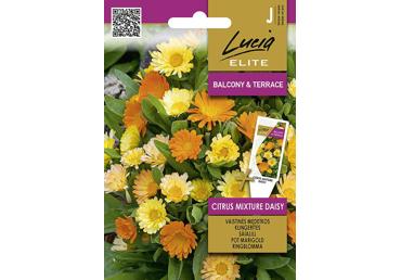 Medetkos CITRUS MIXTURE DAISY