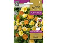 Medetkos CITRUS MIXTURE DAISY