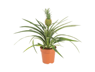 Vazoninė gėlė ananasas