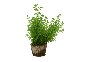 Čiobreliai vazonėlyje, 1 vnt.