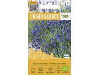 Tikrųjų levandų sėklos