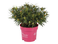 Vazoninė gėlė azalija