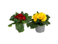 Vazoninė gėlė raktažolė