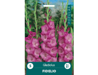 Kardeliai FIDELIO 8-10cm, 5 svogūnėliai 8916