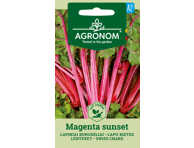 Lapinių burokėlių sėklos MAGENTA SUNSET