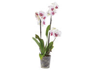  Vazoninė gėlė orchidėja 3 šakos