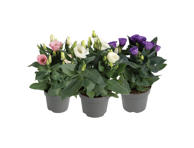 Vazoninė gėlė eustoma