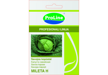 Savojos kopūstai  "Mileta H"   - 20s