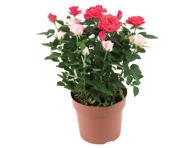 Vazoninė gėlė rožė 