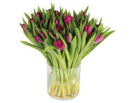 Tulpių puokštė, 50 vnt 