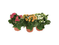 Vazoninė gėlė kalankė