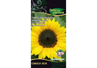 Saulėgrąža CHOCO SUN (tikroji), 1 vnt.