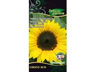 Saulėgrąža CHOCO SUN (tikroji), 1 vnt.