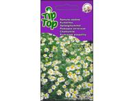 Ramunė chamomile