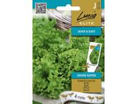 Salotos GRAND RAPIDS