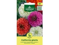 Gvaizdūnės California giants,  AGRONOM