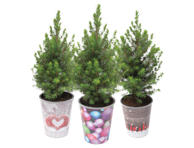 Eglė CONICA dekoruotame vazone