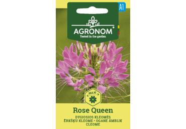Dygiosios kleomės Rose queen,  AGRONOM