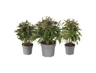 Lauko augalas budlėja