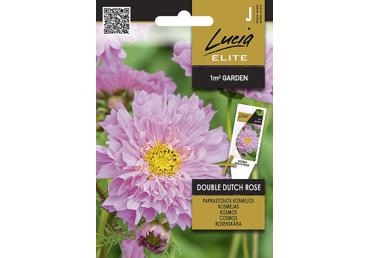 Kosmėjos DOUBLE DUTCH ROSE