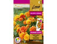 Gvazdikiniai serenčiai