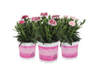 Vazoninė gėlė gvazdikėlis