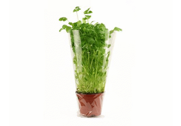 Kalendros vazonėlyje, 1 vnt.