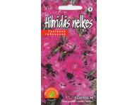 Gvazdikas Supra F1 Purple