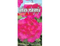 Pelargonijos EVA H