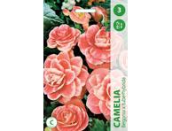 Begonijos Camelia 3-4cm, 3 svogūnėlai 1305