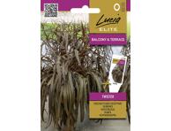 Dekoratyvinės rūgštynės TWISTER