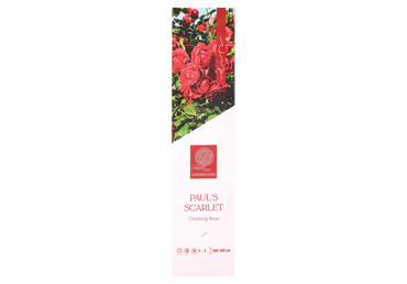 Rožės sodinukas PAUL'S SCARLET