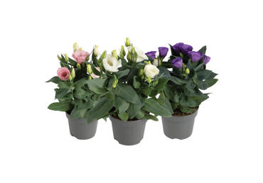 Vazoninė gėlė eustoma