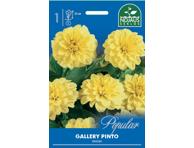 Jurginai GALLERY PINTO, 1 svogūnėlis 3729