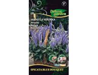 Verbena SPICATA BLUE BOUQUET (darželinė), 1 vnt.