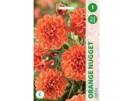 Jurginai Orange Nugget, 1 svogūnėlis 6546
