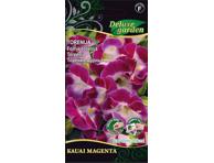 Torenija KAUAI MAGENTA