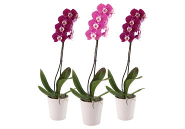 Vazoninė gėlė orchidėja, 1 vnt.