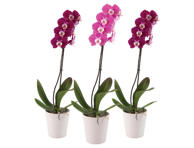 Vazoninė gėlė orchidėja, 1 vnt.