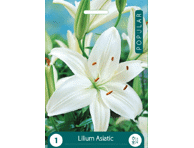 Lelijos UMBRIA 12-14cm, 1 svogūnėlis 9067