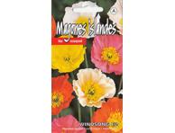 Islandine aguona Windsong F2