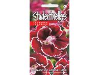 Gvazdikas Dynasty F1 Rose