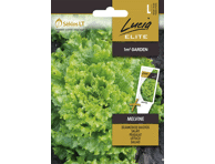 Salotų sėklos MELVINE,  LUCIA ELITE