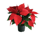 Puošniausioji karpažolė 