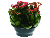 Vazoninė gėlė kalankė