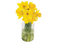 Narcizų puokštė, 10 vnt