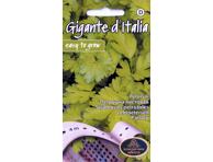 Petražolės Gigante d Italia