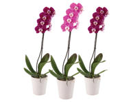 Vazozinė gėlė orchidėja